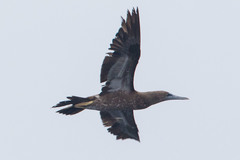 Sula leucogaster brewsteri