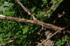 Physocarpus capitatus