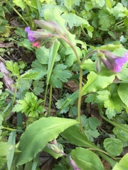 Pulmonaria officinalis