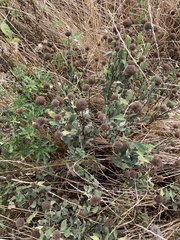 Monarda fistulosa