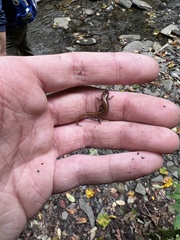 Desmognathus ochrophaeus
