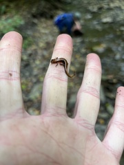Desmognathus ochrophaeus