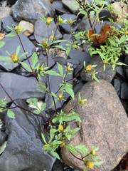 Bidens frondosa