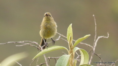 Anthobaphes violacea