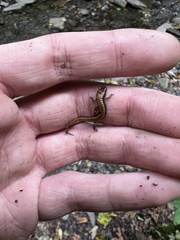 Desmognathus ochrophaeus