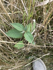 Celtis occidentalis