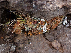Solorina crocea