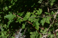 Physocarpus capitatus