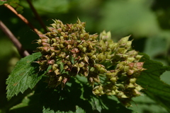 Physocarpus capitatus