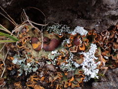 Solorina crocea