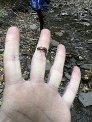 Desmognathus ochrophaeus