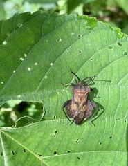 Piezogaster auriculatus