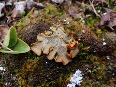 Solorina crocea