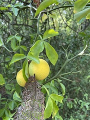 Citrus trifoliata