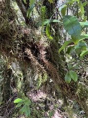 Phlegmariurus varius