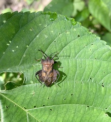 Piezogaster auriculatus