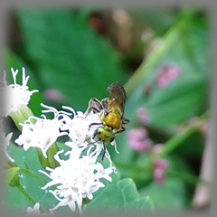 Augochlorella aurata