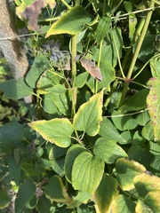 Clematis recta