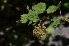 Physocarpus capitatus