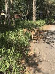 Rusa timorensis
