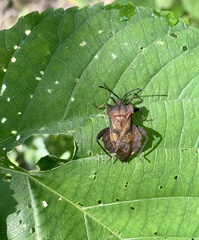 Piezogaster auriculatus
