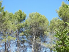 Pinus halepensis
