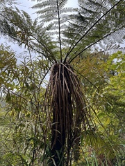 Cyathea smithii