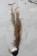 Desmarestia aculeata