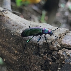Strongylium auratum