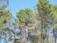 Pinus halepensis