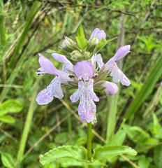 Stachys floridana