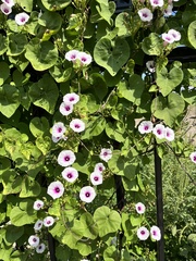Ipomoea amnicola