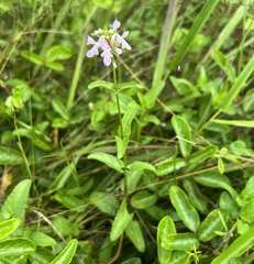 Stachys floridana
