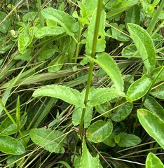 Stachys floridana