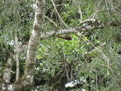 Lepidocolaptes falcinellus