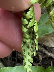 Notogrammitis heterophylla