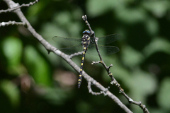 Cordulegaster dorsalis