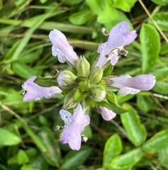 Stachys floridana