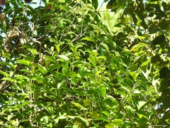 Ligustrum lucidum