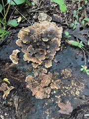 Stereum gausapatum
