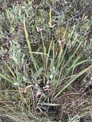 Iridaceae