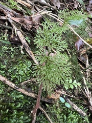 Hymenophyllum flexuosum