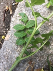 Cardamine amara