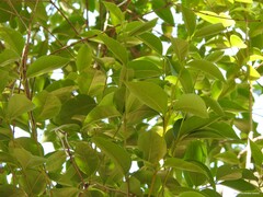 Ligustrum lucidum