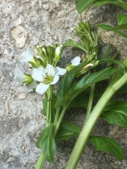 Cardamine amara