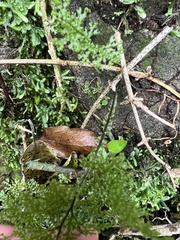 Hymenophyllum flexuosum