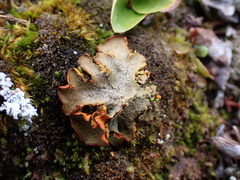 Solorina crocea