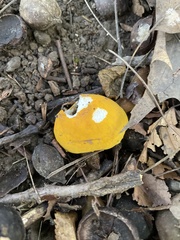 Russula ochroleucoides