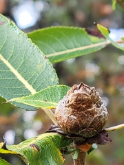 Rabdophaga strobiloides