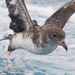 Pink-footed Shearwater - Photo (c) BJ Stacey, some rights reserved (CC BY-NC), uploaded by BJ Stacey
